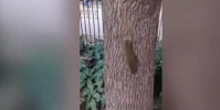 消防員救下墜樹小松鼠成奶爸