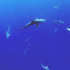 研究人員發現魚類市場中的大多數魚翅沿海地區捕獲的物種