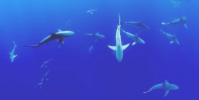 研究人員發現魚類市場中的大多數魚翅沿海地區捕獲的物種