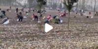承包商收花生時遭數百村民哄搶
