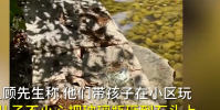 爸爸赤腳下水撈寶寶扔的玻璃渣