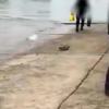 肺癌晚期男子被背進長江浸泡治病