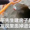 眾人停工3小時救出被困基樁小貓