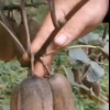 種植戶曝2萬斤獼猴桃賣不出原因是