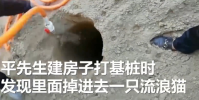 眾人停工3小時救出被困基樁小貓