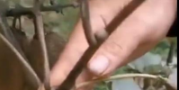 種植戶曝2萬斤獼猴桃賣不出原因是