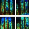 基于手指靜脈的3D生物識別認證幾乎是不可能的
