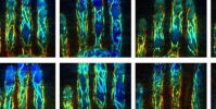 基于手指靜脈的3D生物識別認證幾乎是不可能的