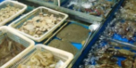 京深海鮮市場不再向個人消費者開放