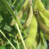 無人機和AI可以高精度檢測大豆成熟度