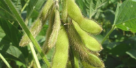 無人機和AI可以高精度檢測大豆成熟度