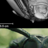 科學家為銀翼殺手2049開發了甲蟲的3D掃描
