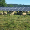 在農田上安裝太陽能電池板可最大程度地提高效率