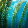 海藻用于生物燃料的增長研究人員旨在發掘潛力
