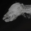 永久凍土中發現57000年前小狼崽