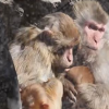 北京動物園猴子抱團取暖