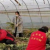 武漢向石家莊捐贈50噸蔬菜