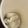 鹿角巷沖泡奶茶杯底現臟手套