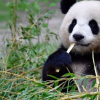 柏林動物園在熊貓雙胞胎的罕見出生中享受美食