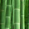 世界上長得最快的植物是什么 螞蟻莊園5月26日 