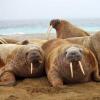 海洋中的瞌睡大王是什么海洋動物 4月2日螞蟻莊園小雞課堂 