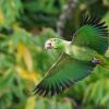 YouTube購買GreenParrot圖片進行視頻處理 
