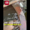 男子虐殺小狗直呼真好玩 之前也虐殺過一只哈士奇