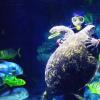 麻省理工學院的機器人魚可以混合并監視真實的海洋生物