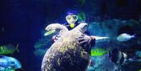 麻省理工學院的機器人魚可以混合并監視真實的海洋生物