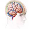 人工智能和語音合成器已將大腦活動轉化為機器人詞匯