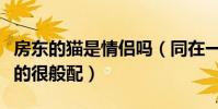房東的貓是情侶嗎(同在一個相框里的兩人真的很般配)