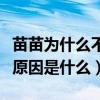 苗苗為什么不紅（出道多年一直被埋沒的真正原因是什么）