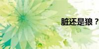 臟還是狼?