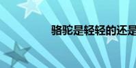 駱駝是輕輕的還是兩下?