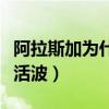 阿拉斯加為什么不曬太陽（阿拉斯加為什么不活波）