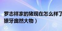 羅志祥家的豬現在怎么樣了(迷你小粉豬變身獠牙龐然大物)