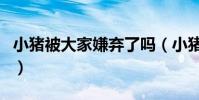 小豬被大家嫌棄了嗎(小豬為什么不當隊長了)