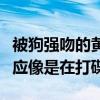 被狗強吻的黃子韜怎么樣了（場面一度失控反應像是在打碟）