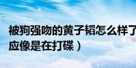 被狗強吻的黃子韜怎么樣了(場面一度失控反應像是在打碟)