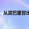 從泥巴里冒出來的沒有染色的全詩是什么？