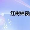 紅樹林夜間探險的主要內容是什么？