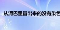 從泥巴里冒出來的沒有染色的全詩是什么?