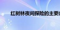 紅樹林夜間探險的主要內容是什么?