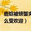 鹿晗被螃蟹夾到手獲眾多關心（鹿晗為什么這么受歡迎）