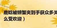 鹿晗被螃蟹夾到手獲眾多關心(鹿晗為什么這么受歡迎)