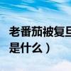 老番茄被復旦開除（老番茄被復旦開除的原因是什么）