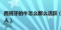 西班牙的牛怎么那么活躍(西班牙牛為什么頂人)