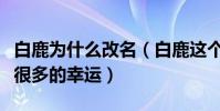 白鹿為什么改名(白鹿這個名字為白夢妍帶來很多的幸運)