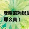 鹿晗的媽媽是誰（鹿晗回國后的人氣為什么會那么高）