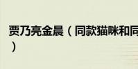 賈乃亮金晨(同款貓咪和同款手機殼什么情況)
